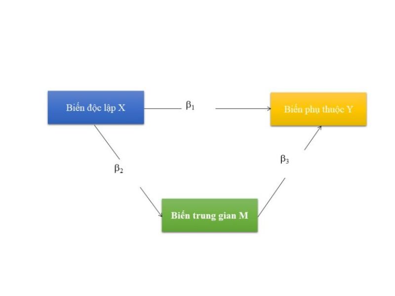 Biến Trung Gian Là Gì? Vai Trò Cầu Nối Trong Mô Hình Nghiên Cứu
