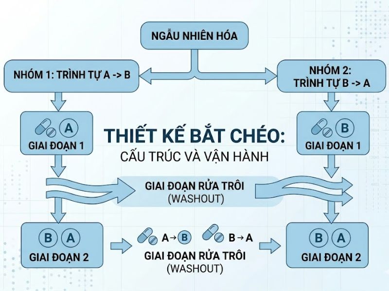 Cấu Trúc Và Ứng Dụng Của Thiết Kế Bắt Chéo (Crossover Design) Trong Nghiên Cứu Khoa Học
